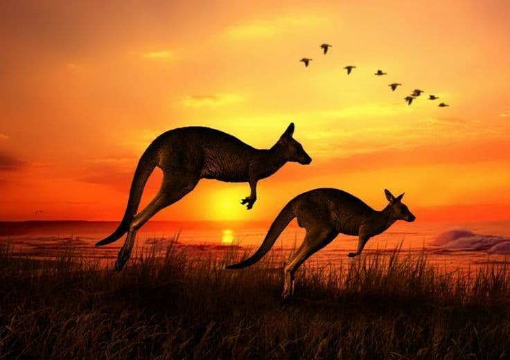 Wildlife & Wilderness Escapes