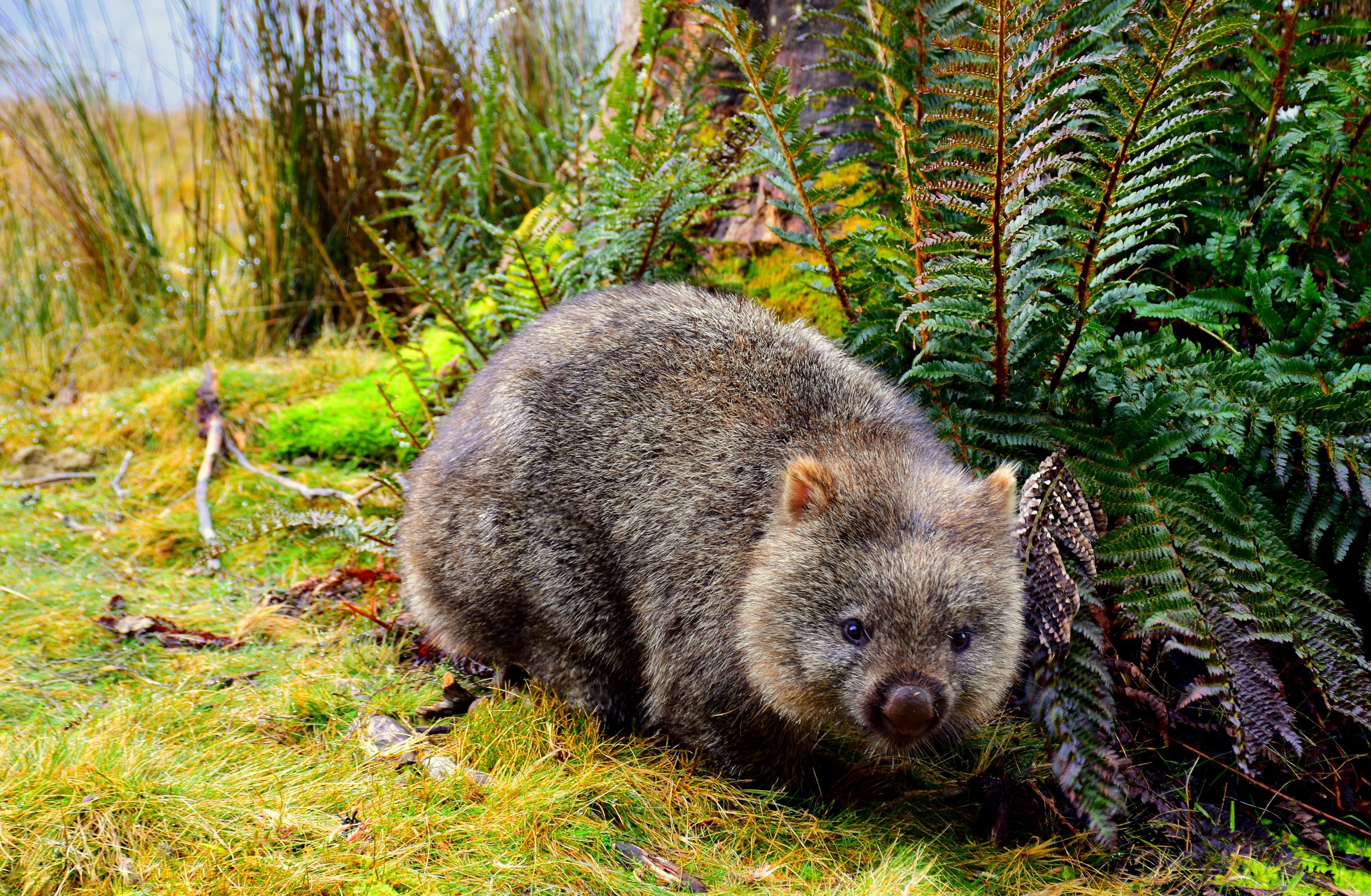 Tasman Tours